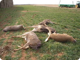 Экологи призывают поддержать охотинcпектора Александра Довыденко